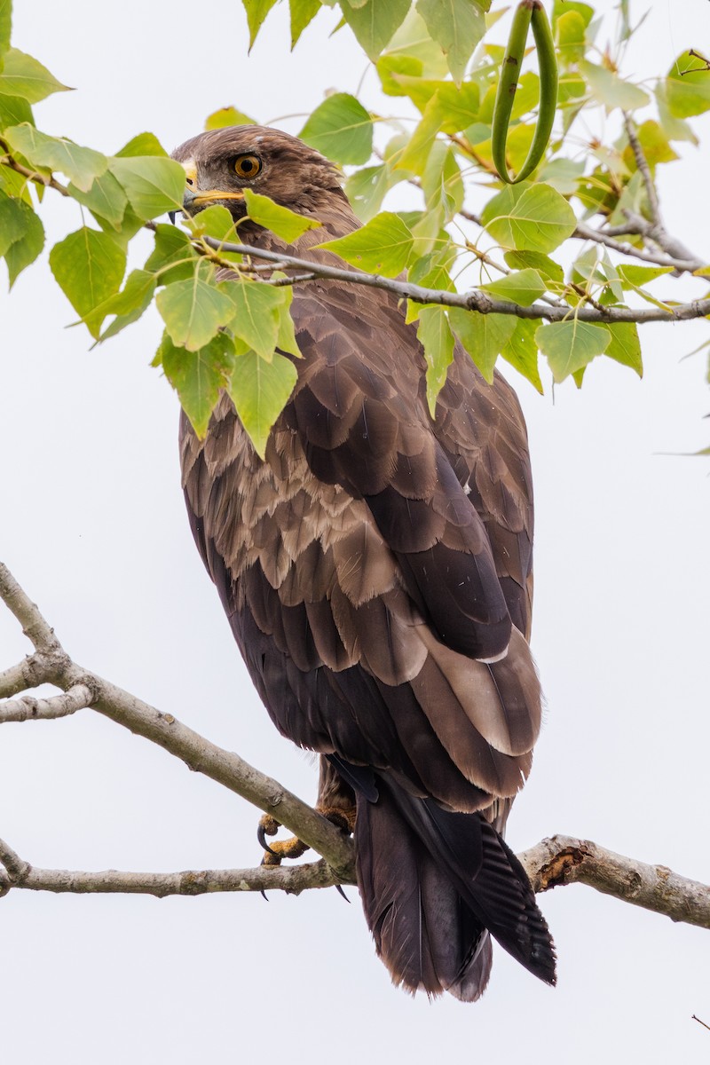 Lesser Spotted Eagle - ML623075402