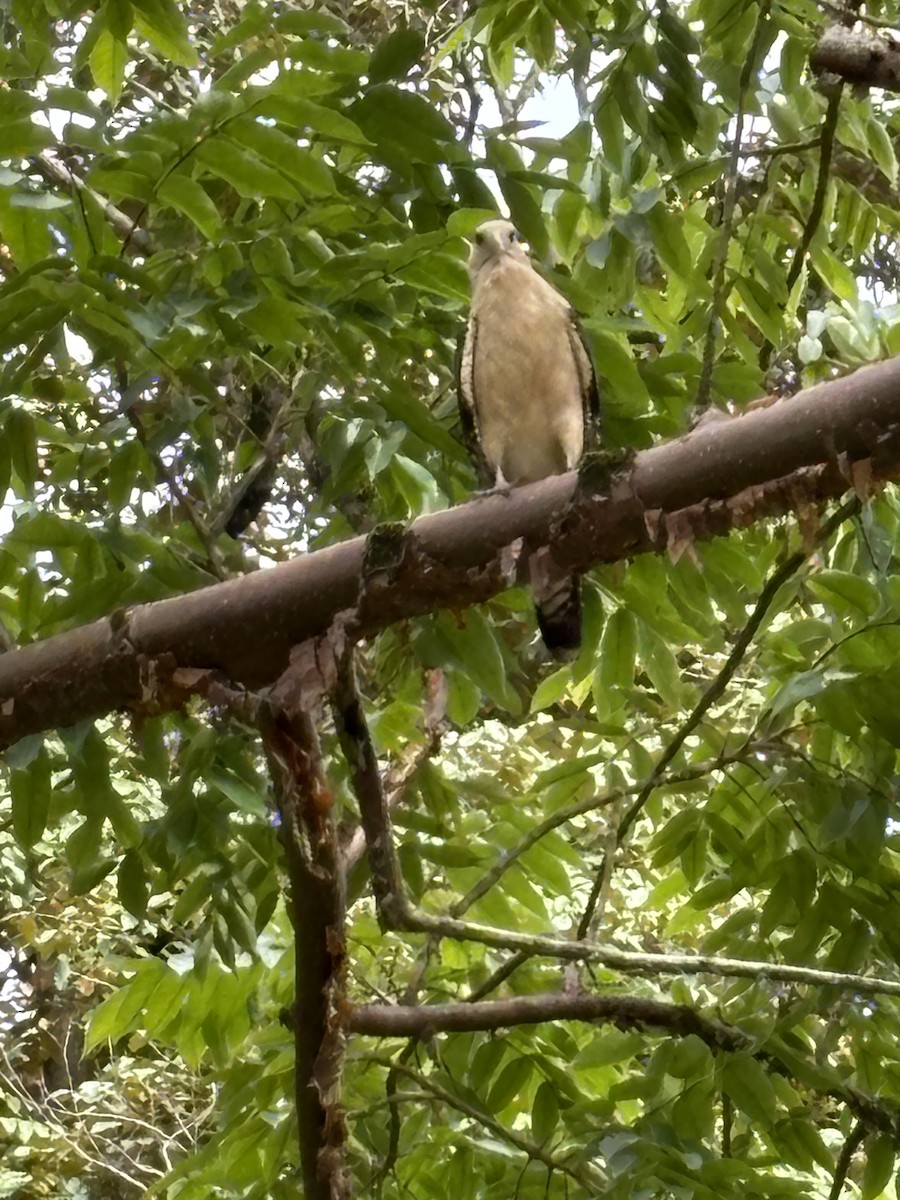 Yellow-headed Caracara - ML623075404