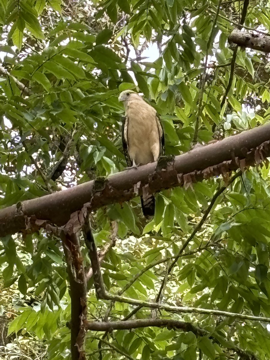 Yellow-headed Caracara - ML623075405