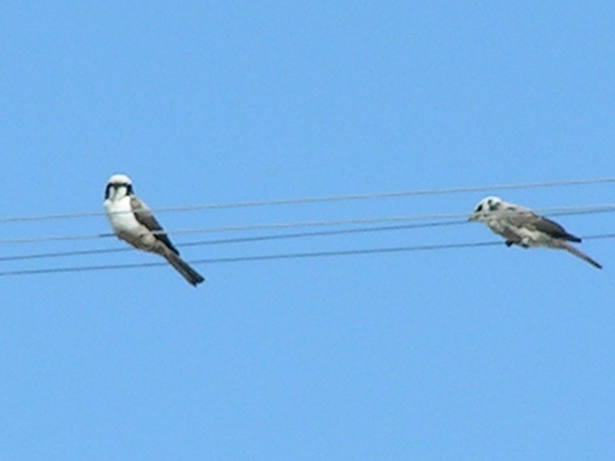 White-crowned Shrike - ML623075419