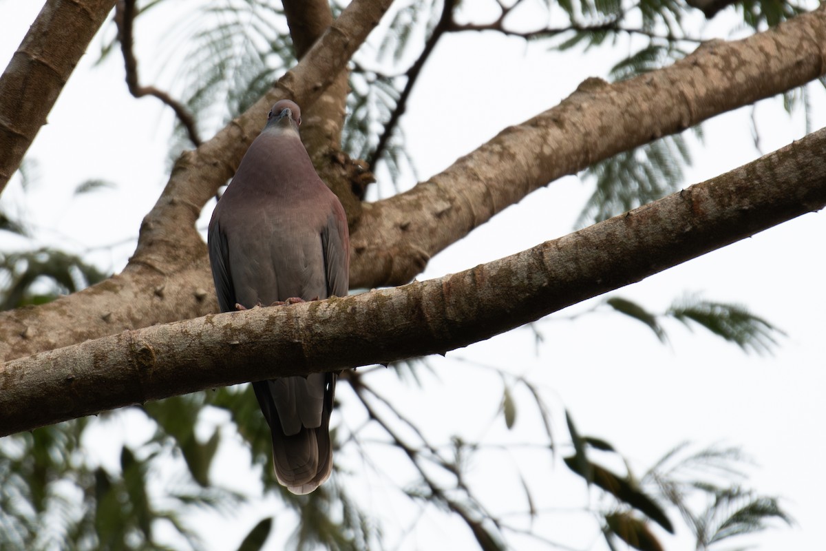 Pale-vented Pigeon - ML623075431