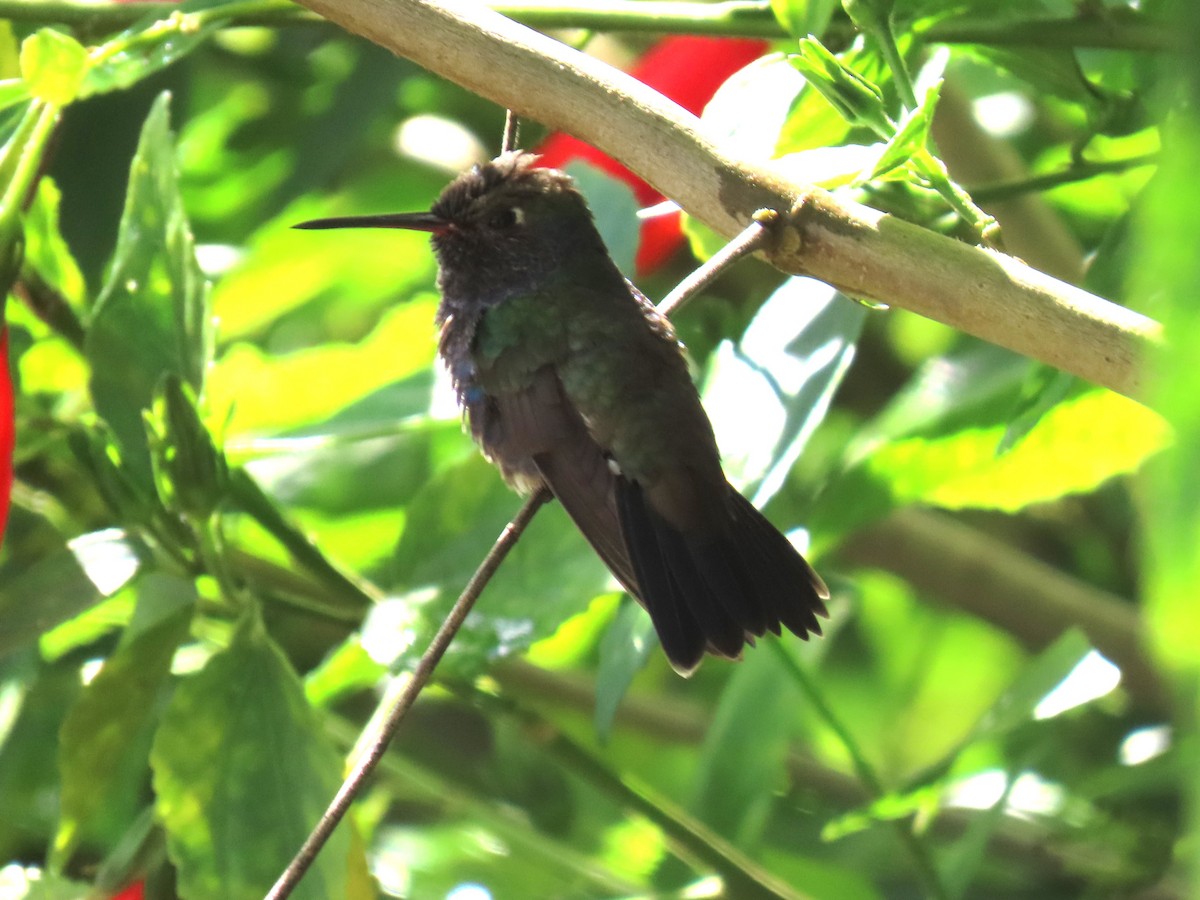 Glittering-bellied Emerald - ML623075443