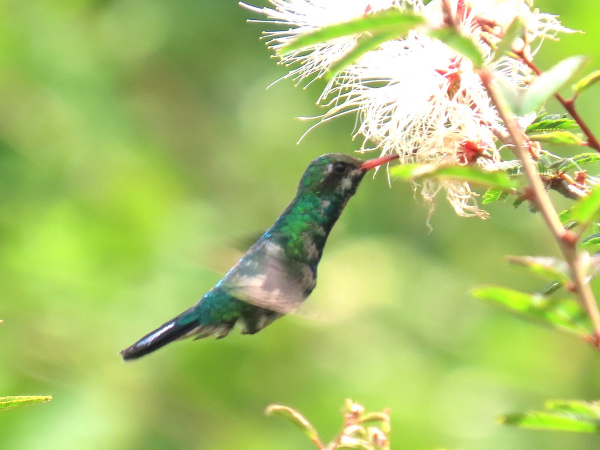 Glittering-bellied Emerald - ML623075456