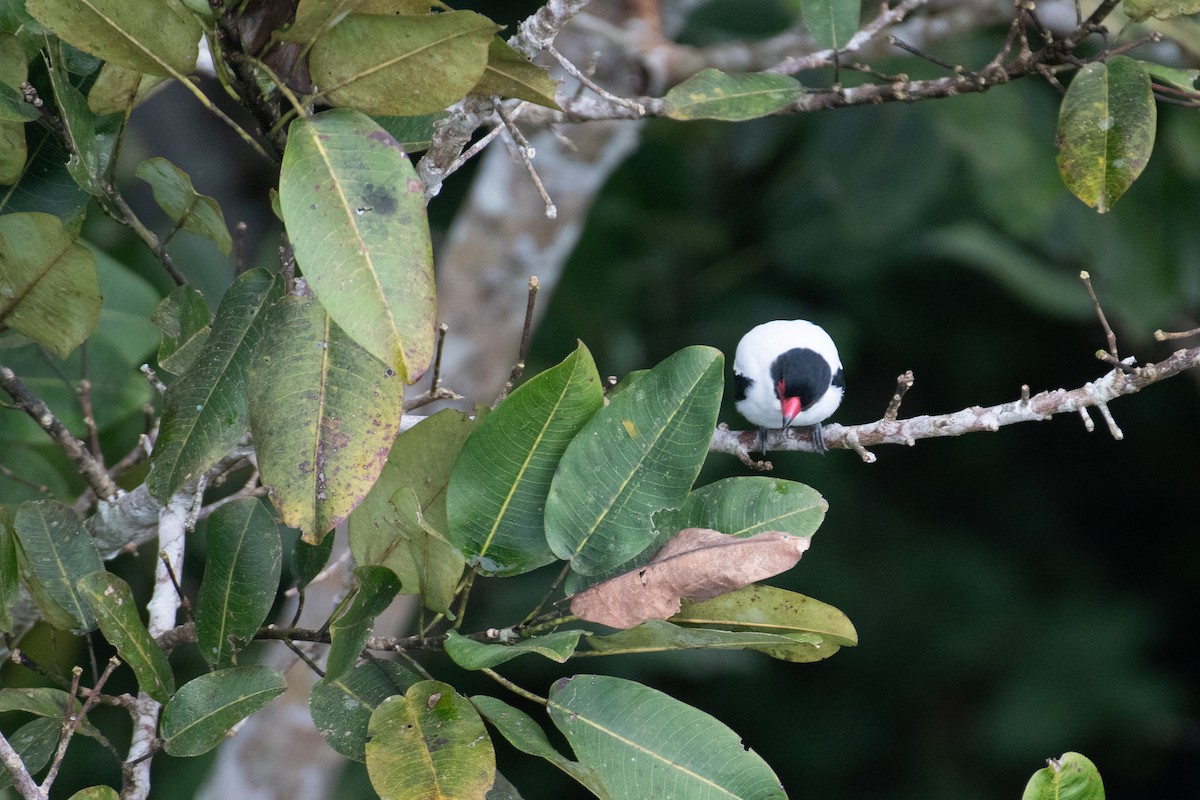 Black-tailed Tityra - ML623075461