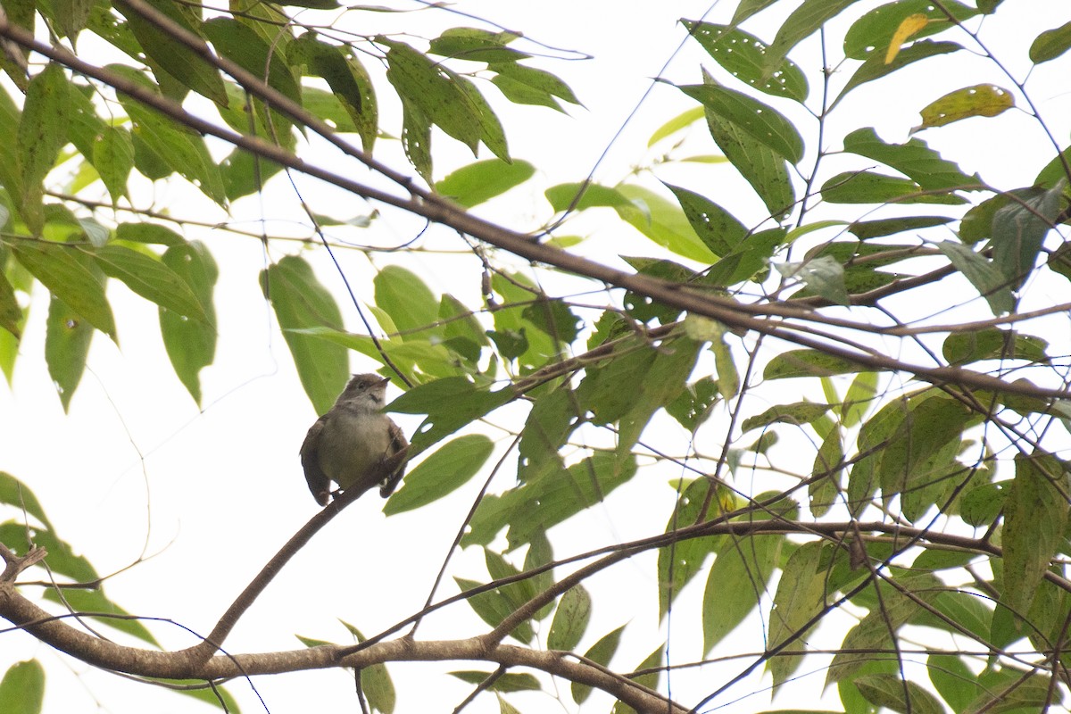 Small-billed Elaenia - ML623075485