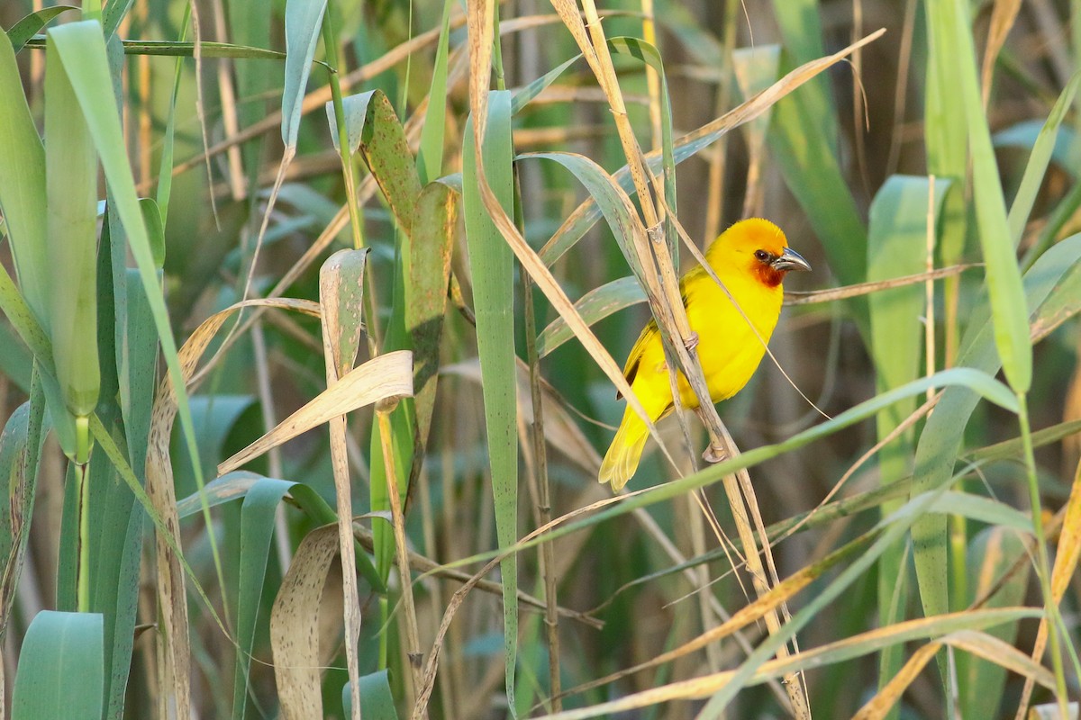 Southern Brown-throated Weaver - ML623075486