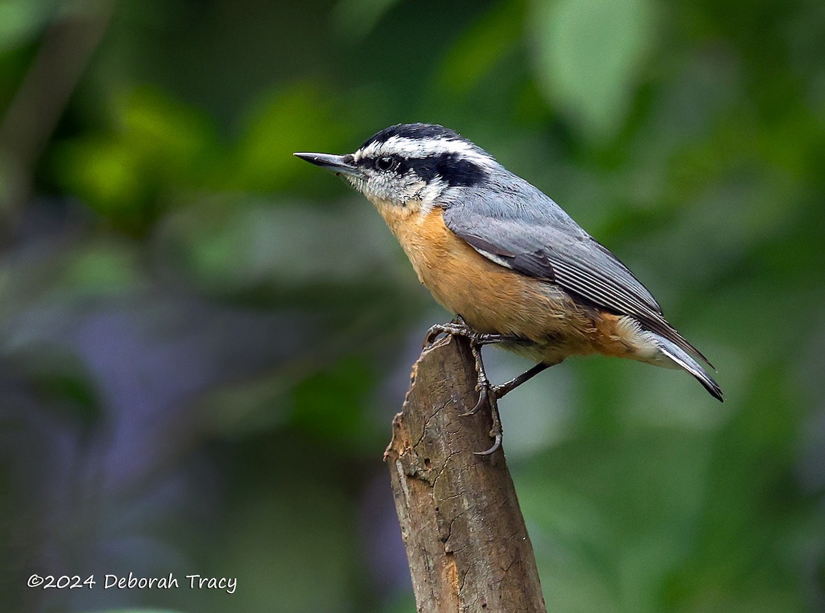Red-breasted Nuthatch - ML623075504
