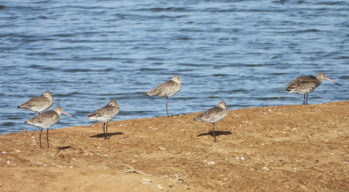 Black-tailed Godwit - Antonio Villegas Santaella