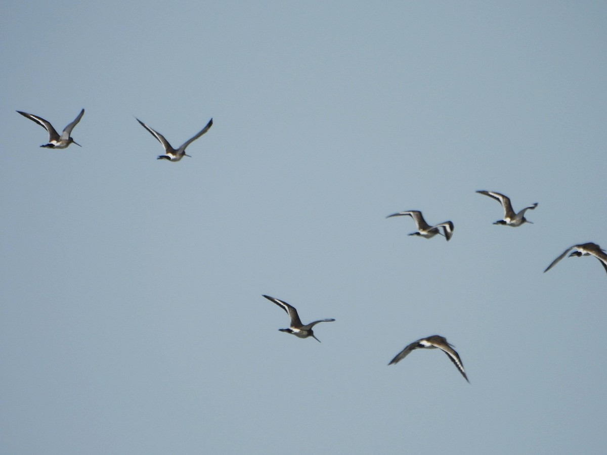 Black-tailed Godwit - ML623075526