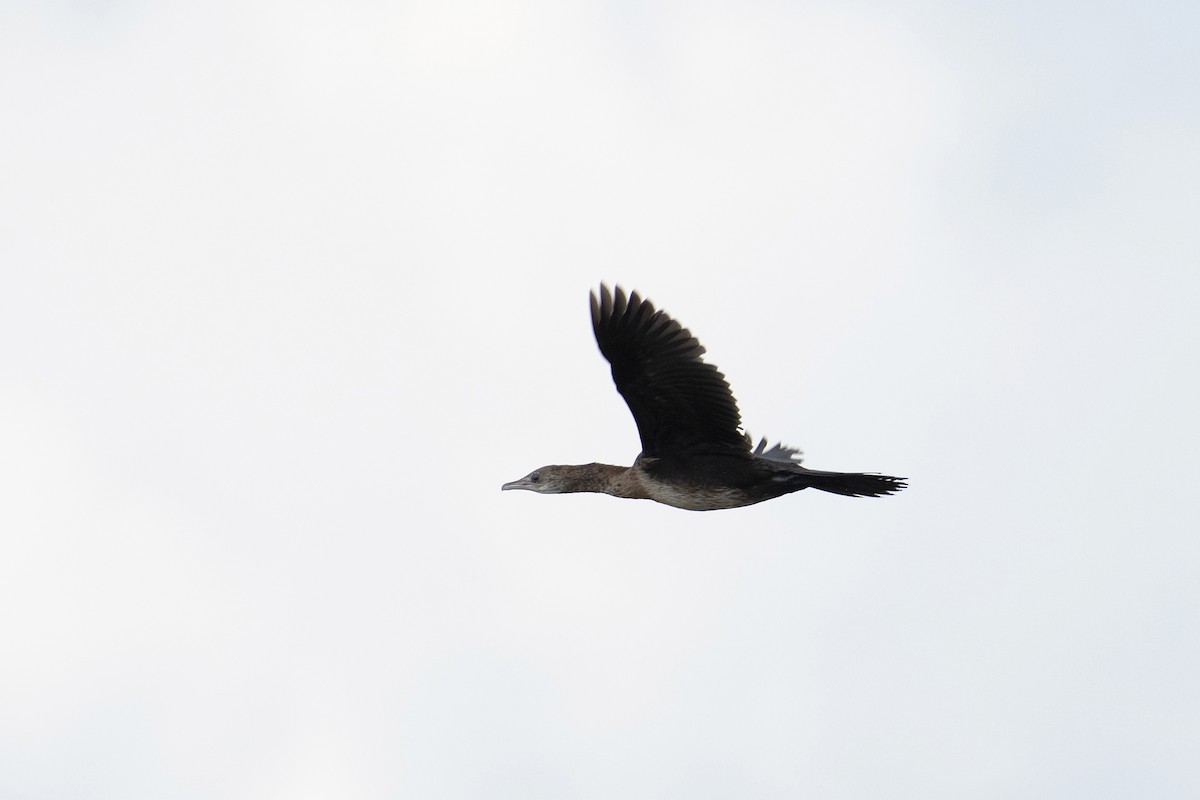 Pygmy Cormorant - ML623075531