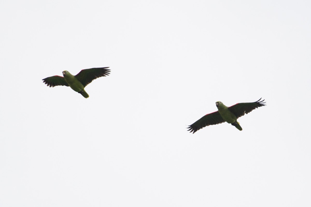 Yellow-crowned Parrot - ML623075539