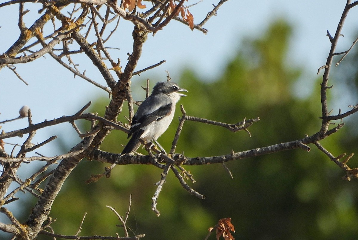 Iberian Gray Shrike - ML623075541