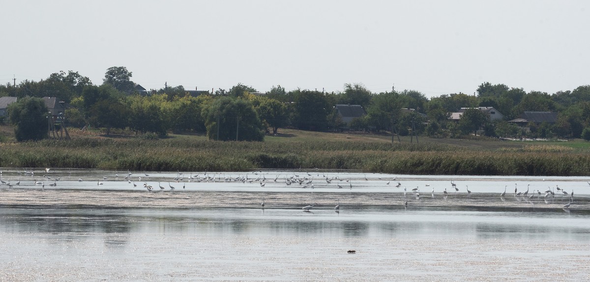 Great Egret - ML623075542