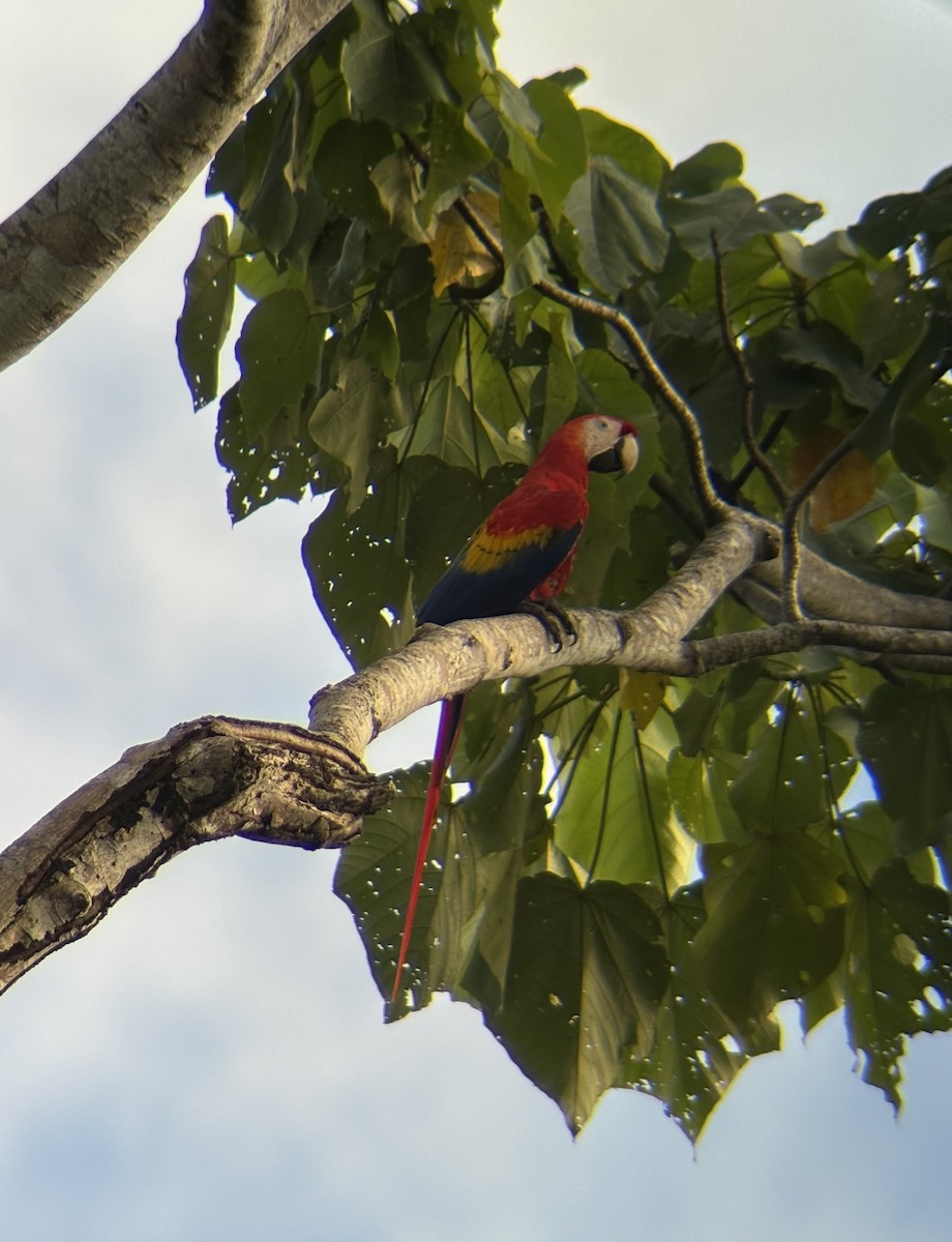 Scarlet Macaw - ML623075545