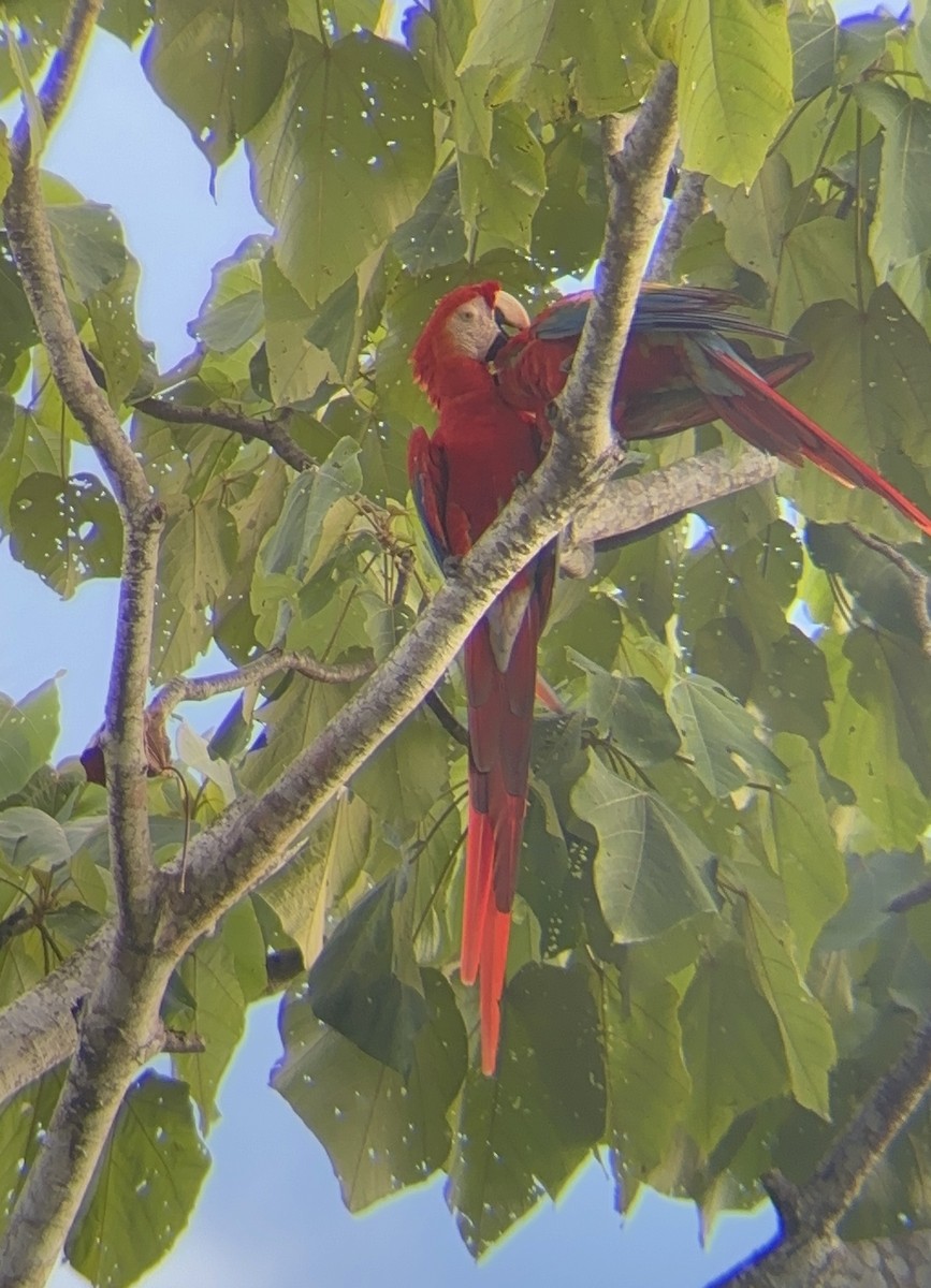 Scarlet Macaw - ML623075546