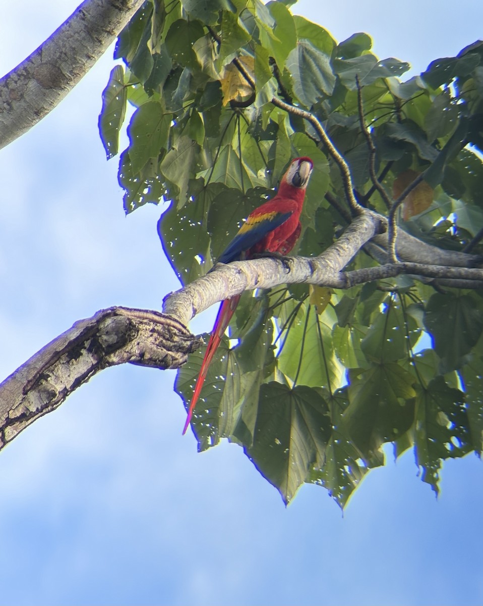 Scarlet Macaw - ML623075547