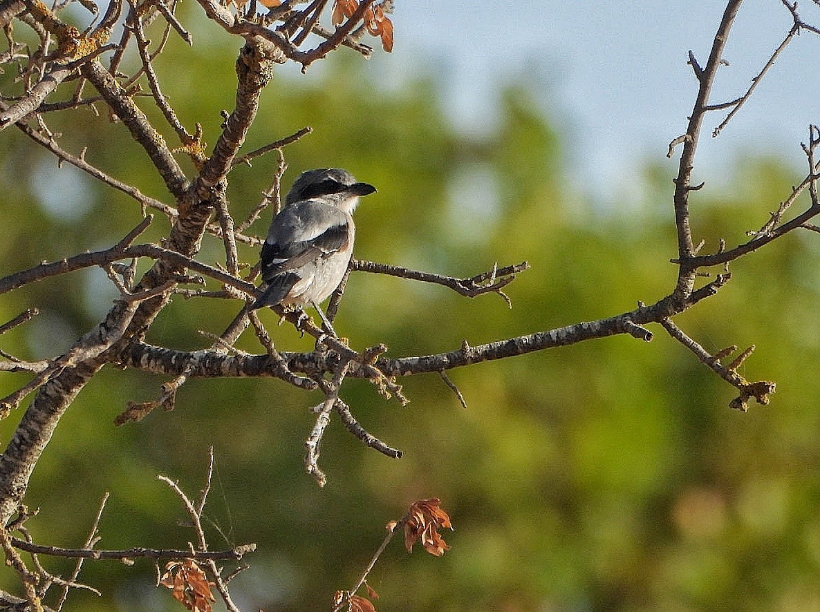 Iberian Gray Shrike - ML623075553