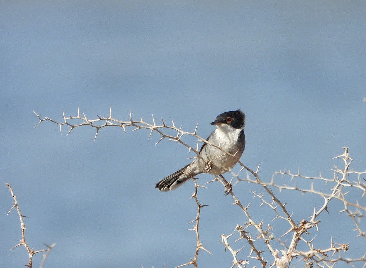 Sardinian Warbler - ML623075569