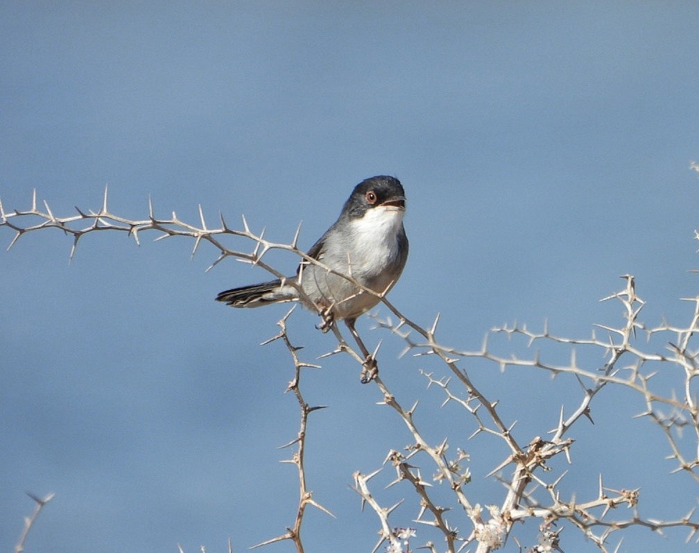 Sardinian Warbler - ML623075579