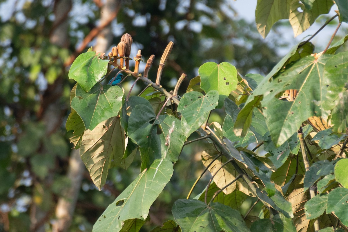 Blue Dacnis - ML623075585