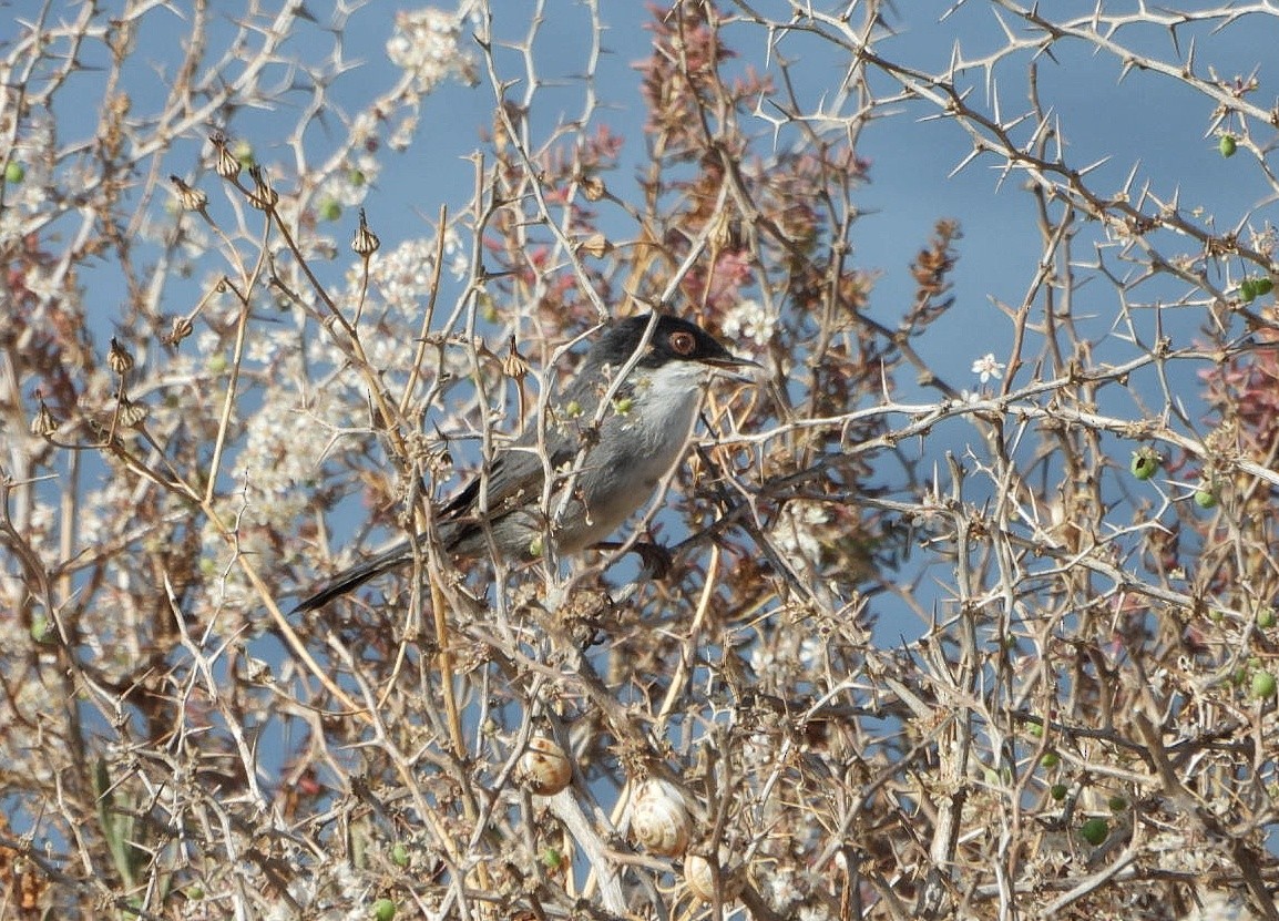 Sardinian Warbler - ML623075586