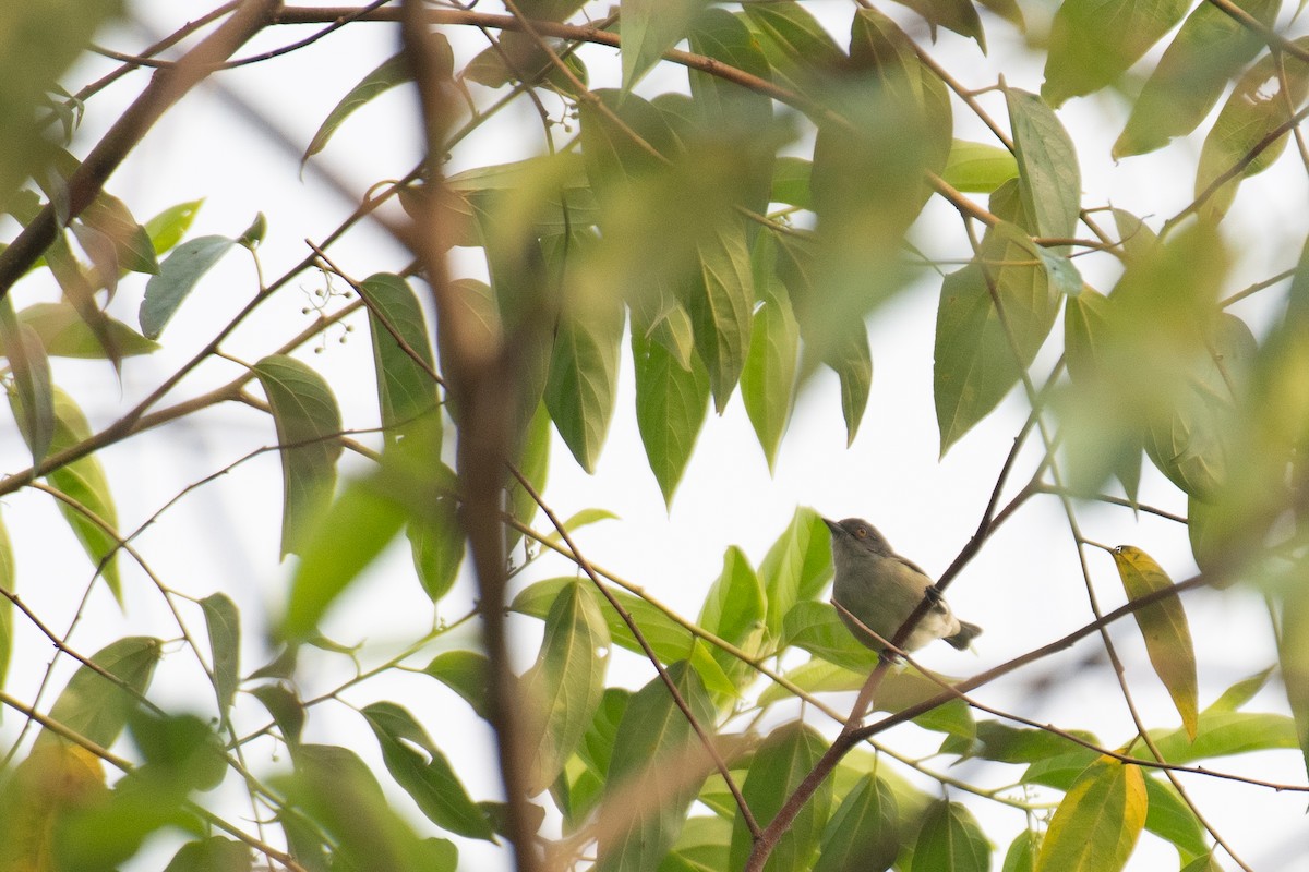 Dacnis à coiffe bleue (lineata) - ML623075587