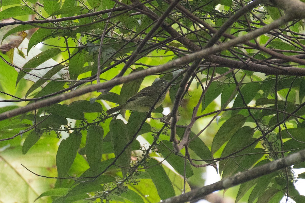 Olive-striped Flycatcher - ML623075588