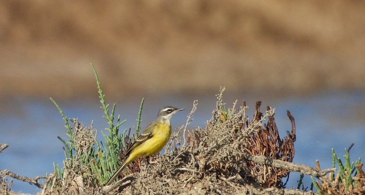 Western Yellow Wagtail - ML623075597