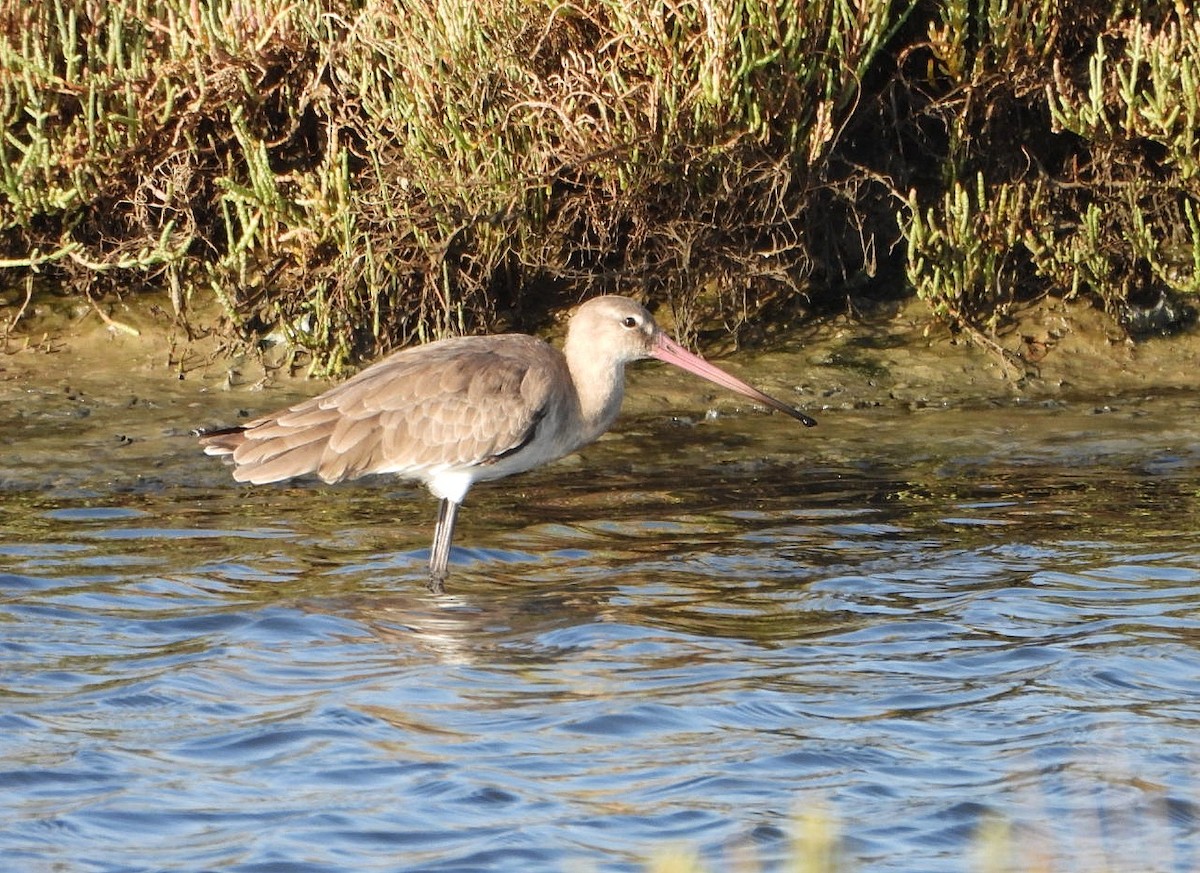 Black-tailed Godwit - ML623075608