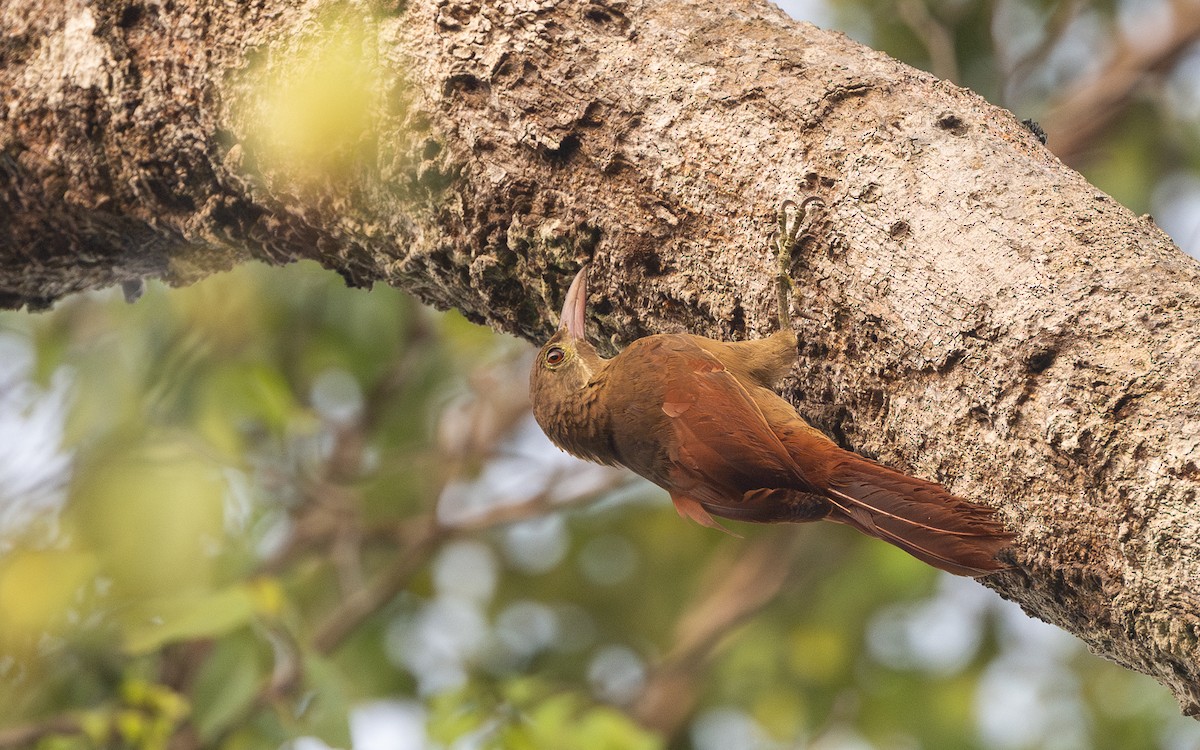 Red-billed Woodcreeper - ML623075632