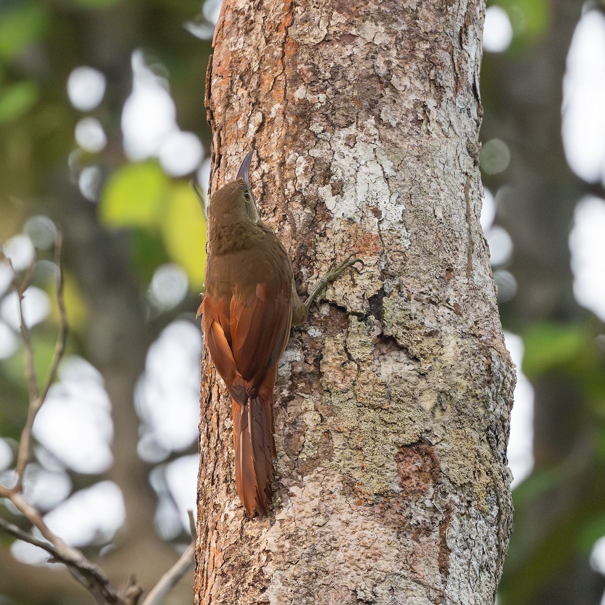 Red-billed Woodcreeper - ML623075633