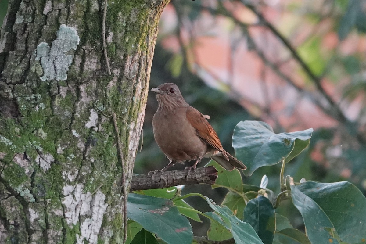 Pale-breasted Thrush - Pierre Pitte