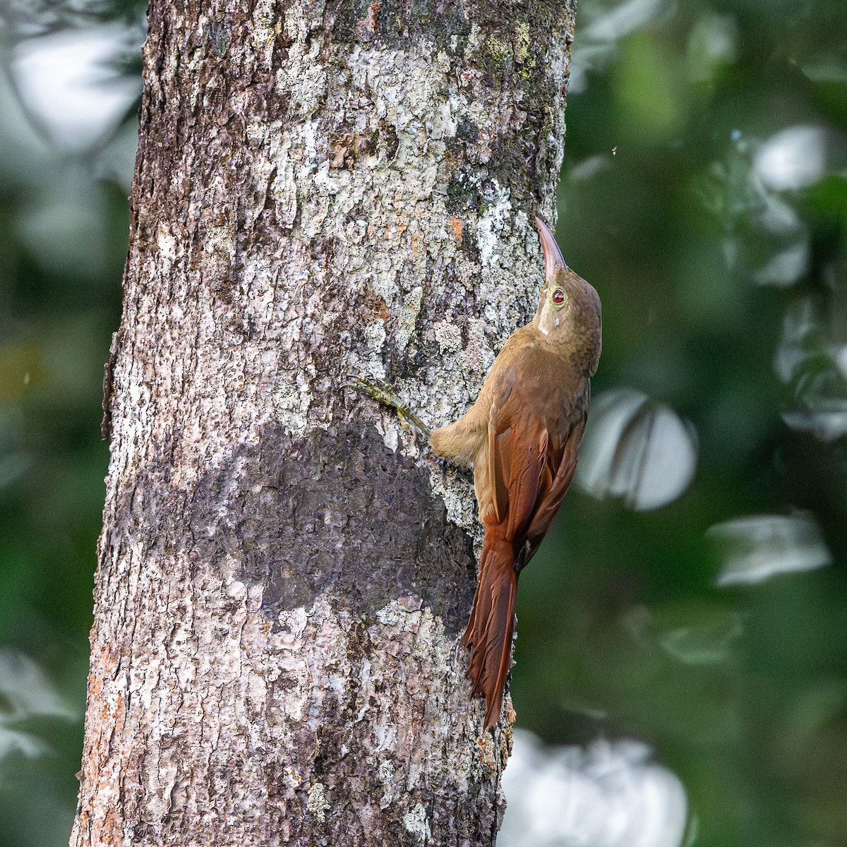 Red-billed Woodcreeper - ML623075664