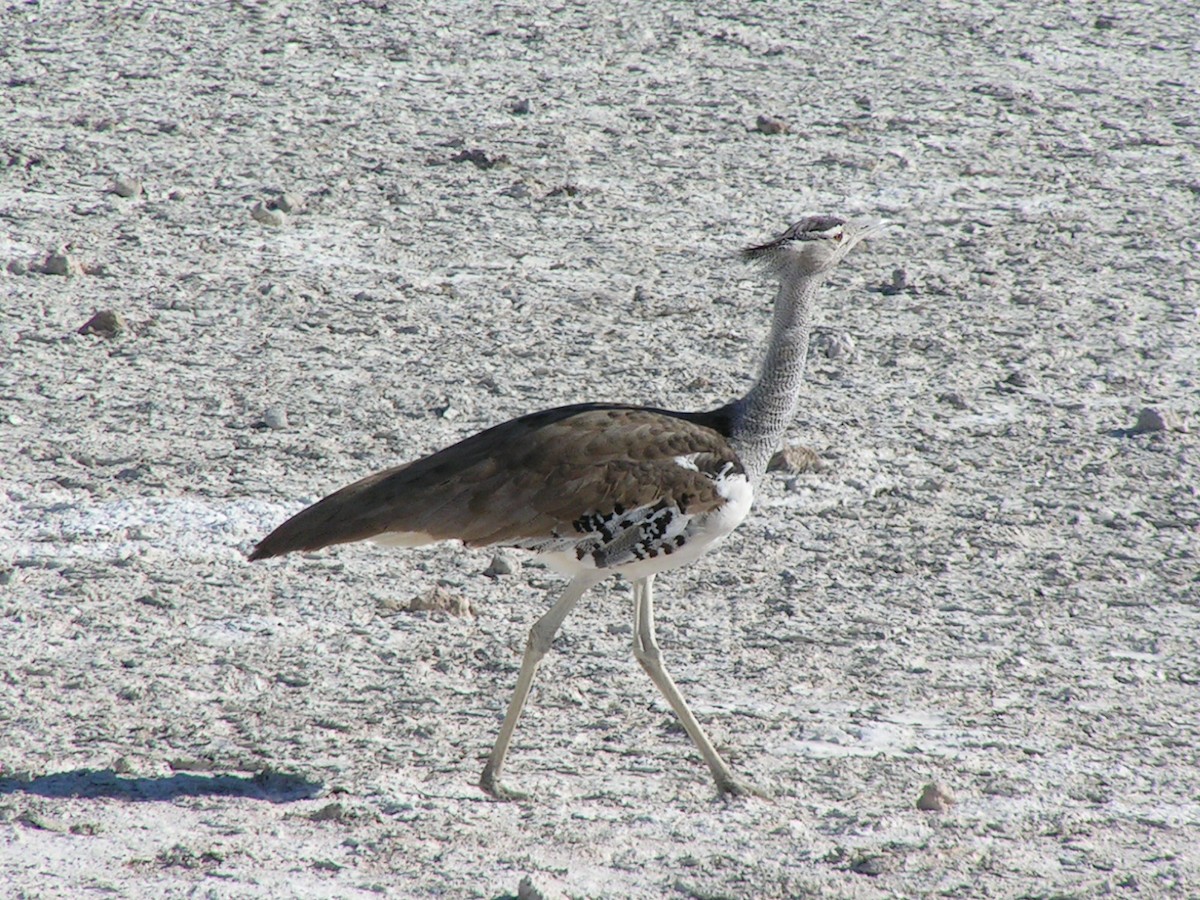 Kori Bustard - ML623075666