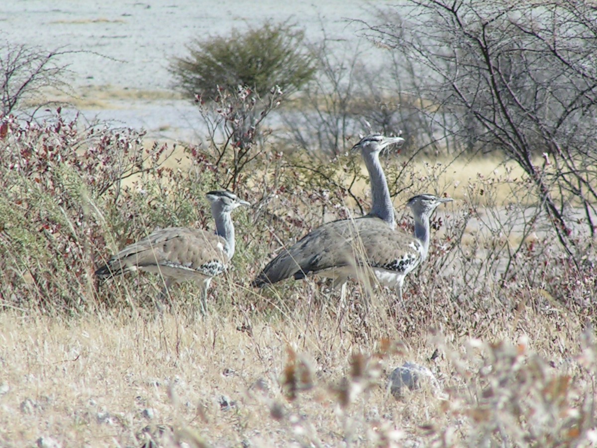 Kori Bustard - ML623075667