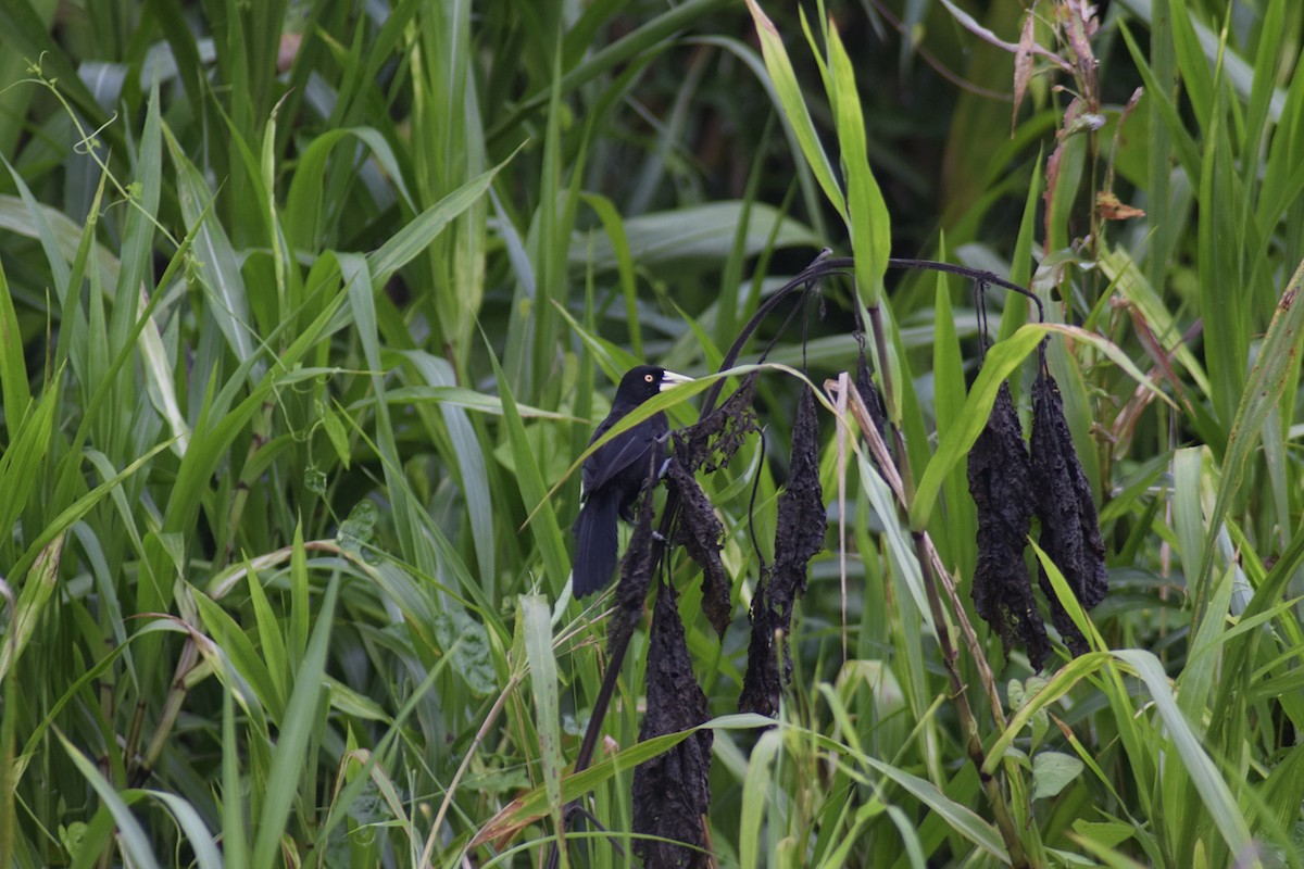 Yellow-billed Cacique - ML623075702