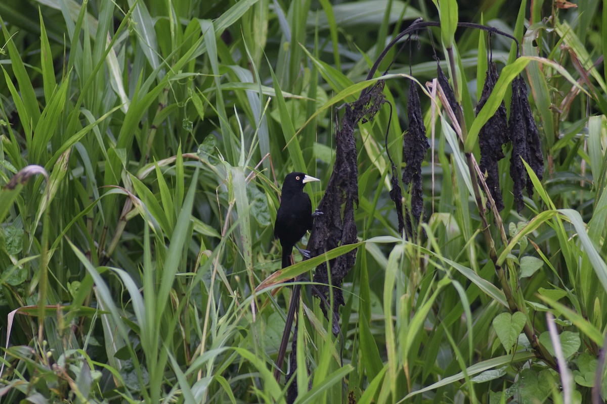 Yellow-billed Cacique - ML623075705