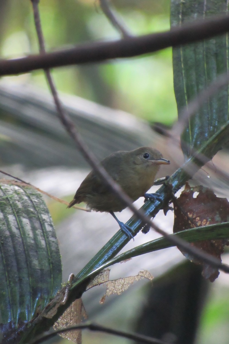 Slaty Antwren - Aneth Pérez