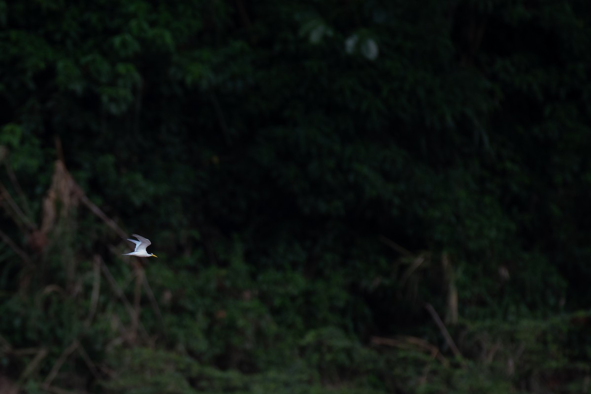 Yellow-billed Tern - ML623075779