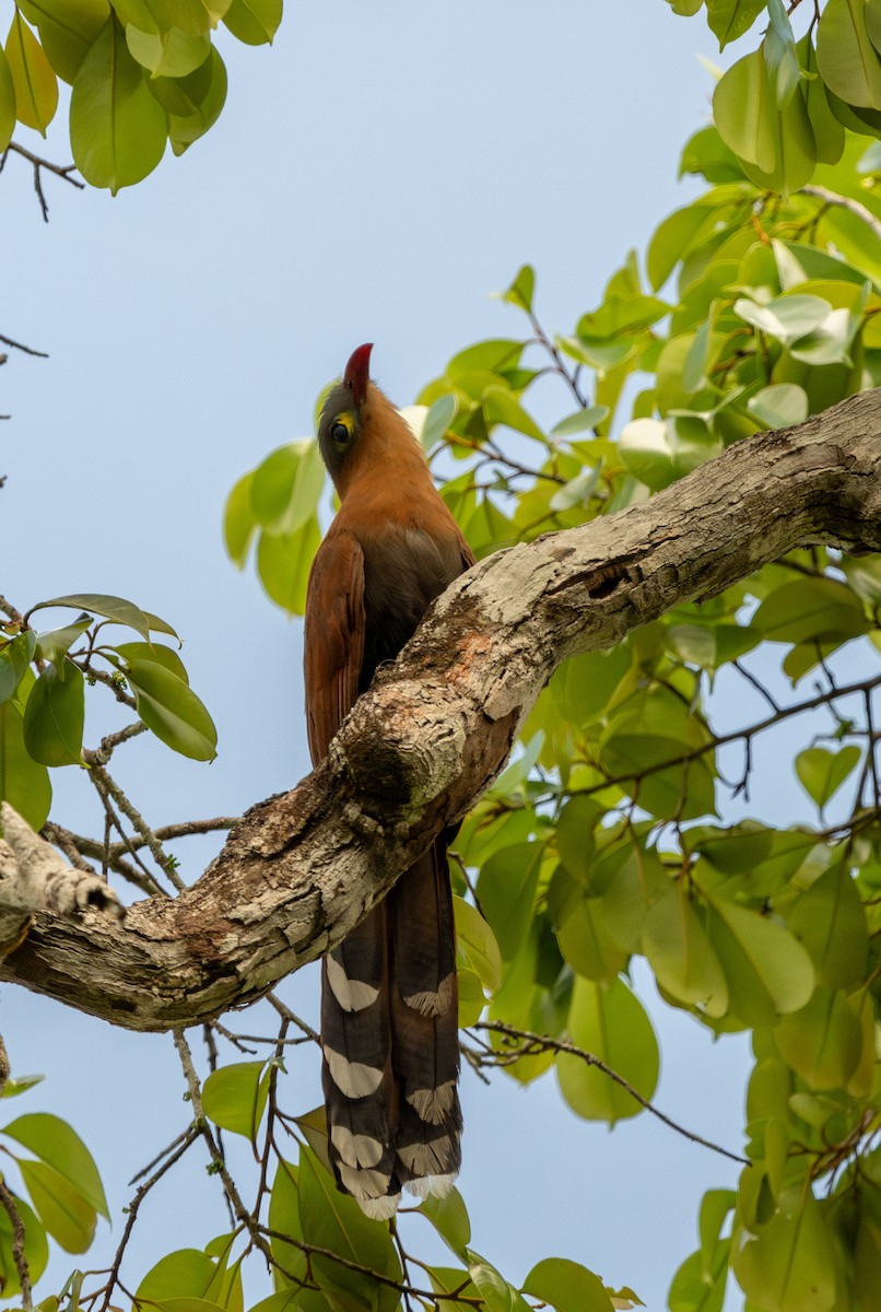 Black-bellied Cuckoo - ML623075803