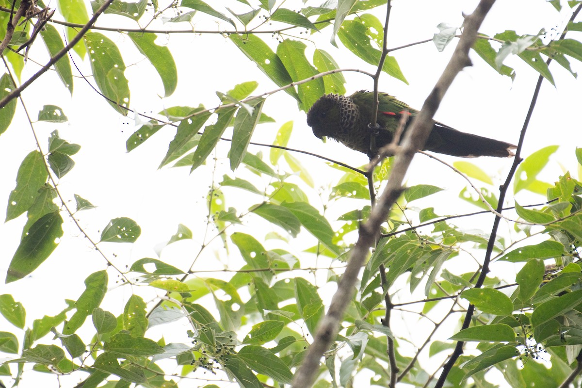 Black-capped Parakeet - ML623075838