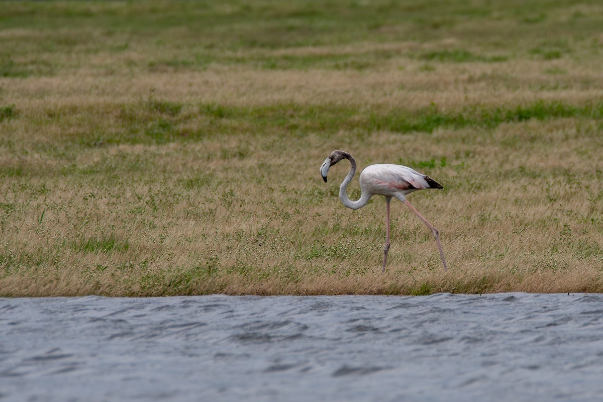 Greater Flamingo - ML623075864