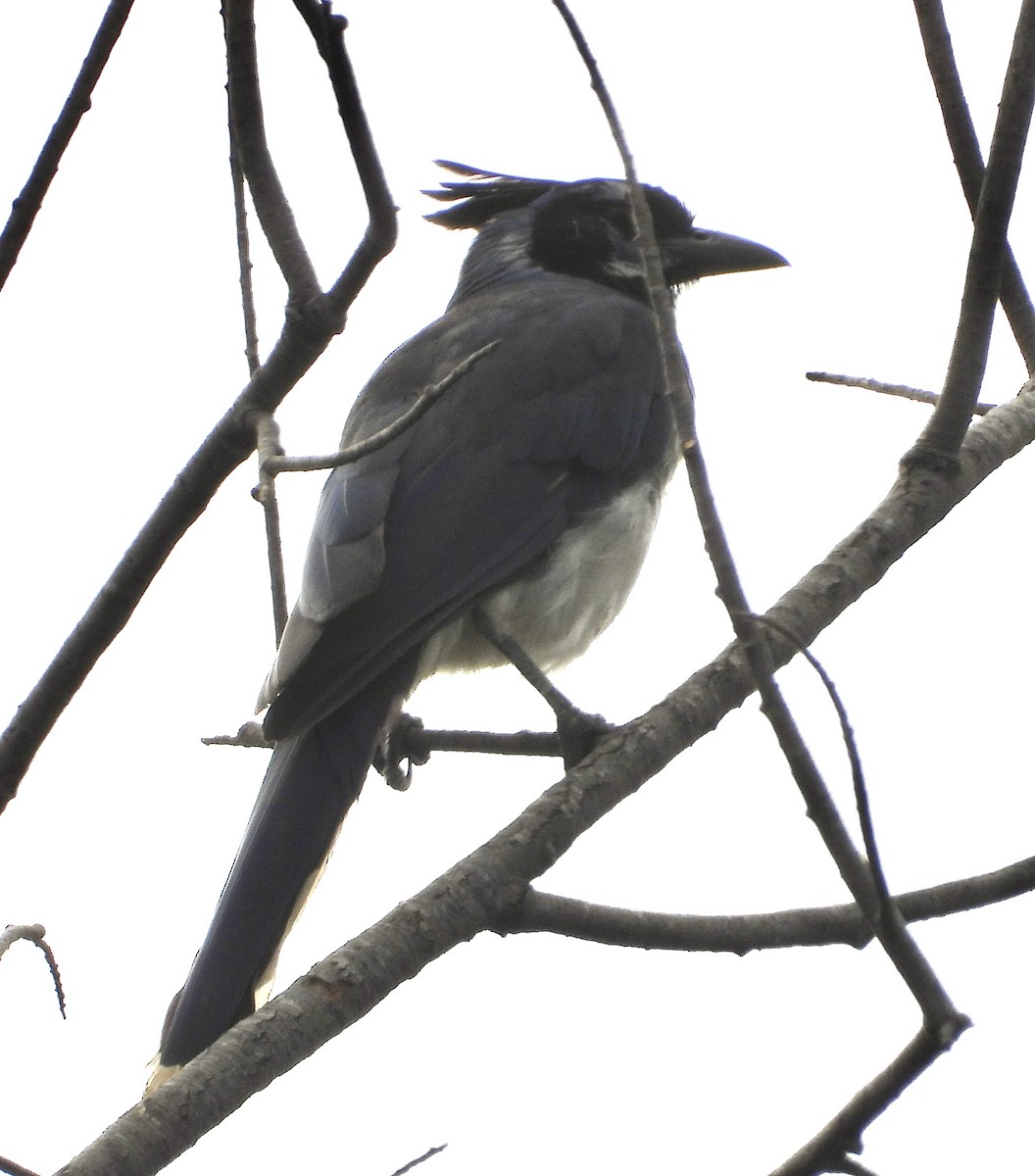 Black-throated Magpie-Jay - ML623075877