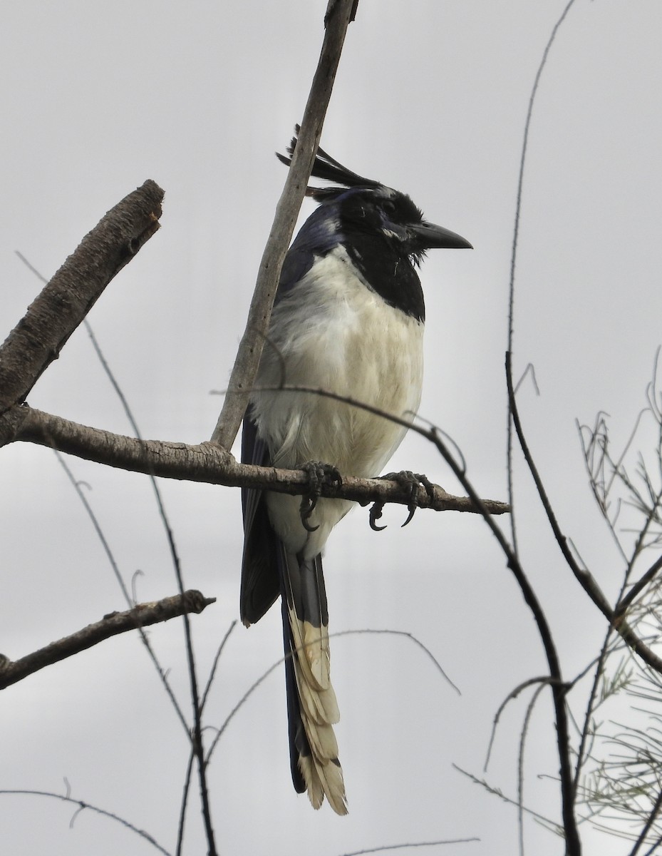 Black-throated Magpie-Jay - ML623075878