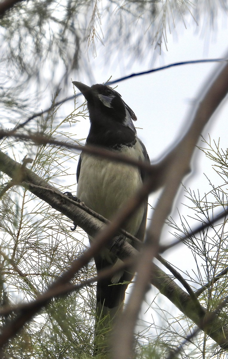 Black-throated Magpie-Jay - ML623075879