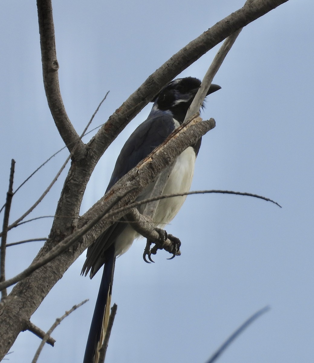 Black-throated Magpie-Jay - ML623075880