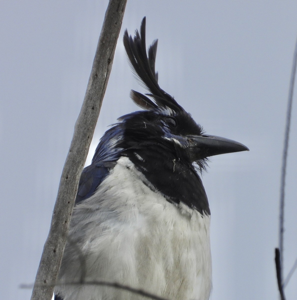 Black-throated Magpie-Jay - ML623075881