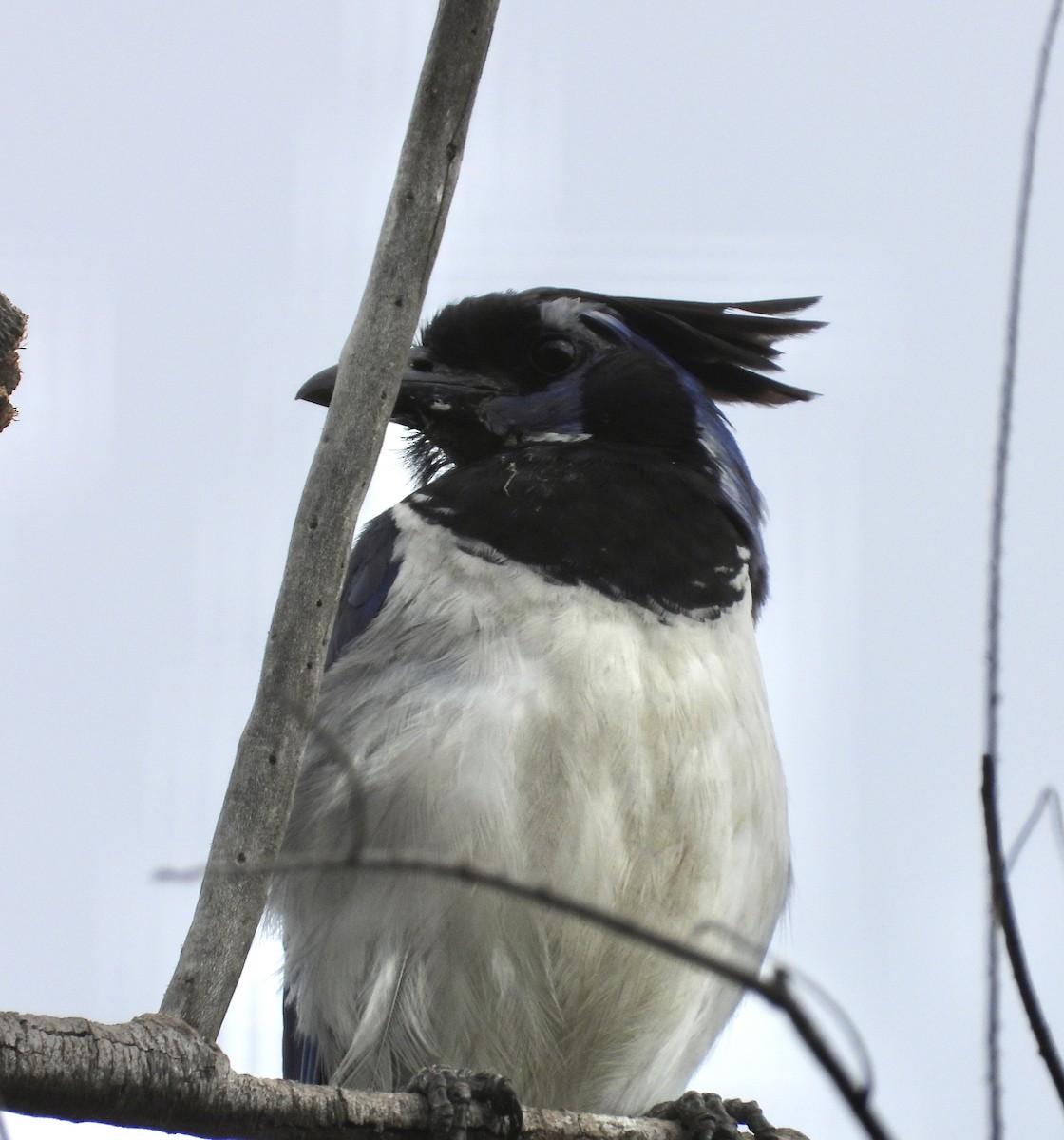 Black-throated Magpie-Jay - ML623075882