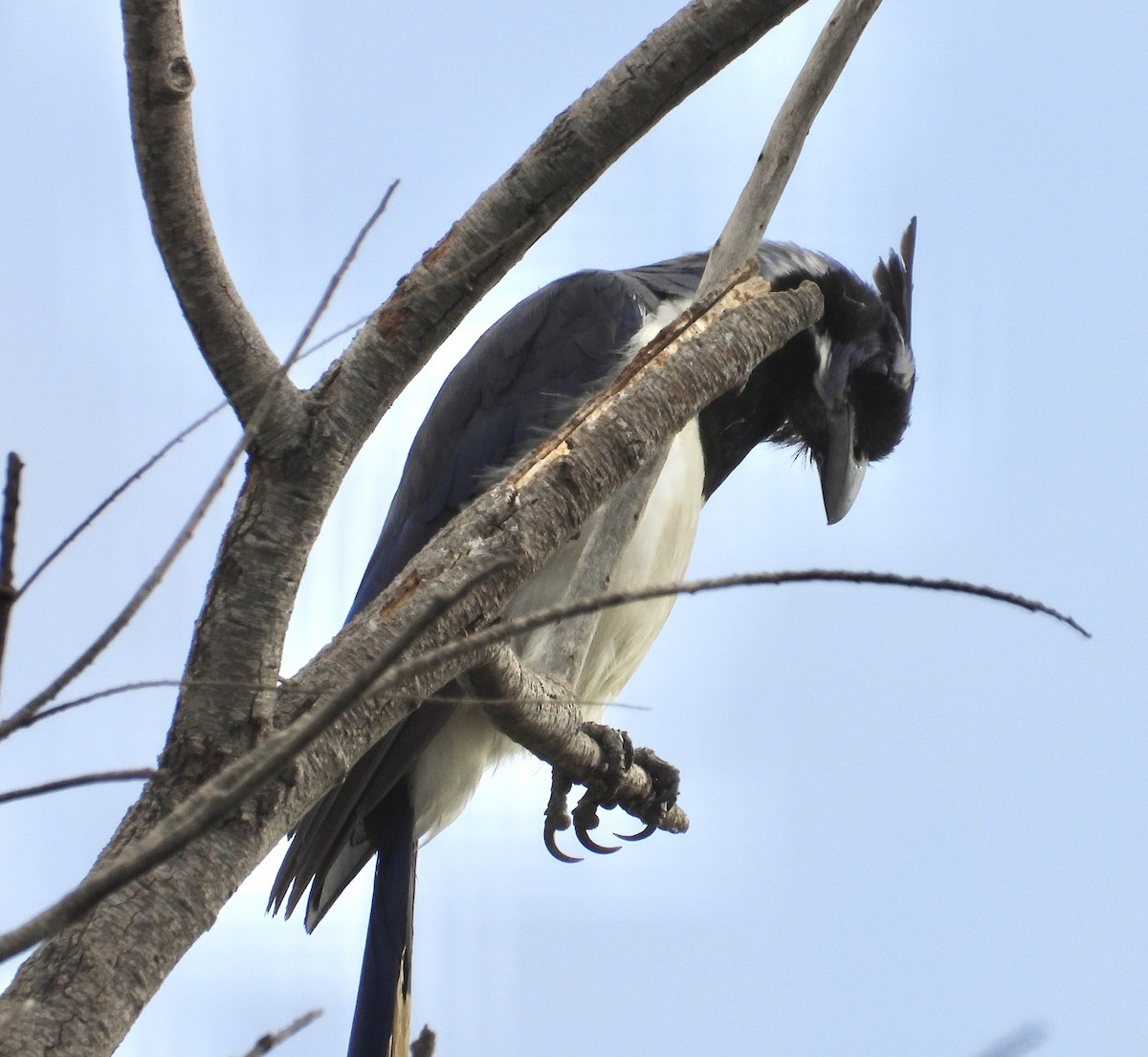 Black-throated Magpie-Jay - Roee Astor