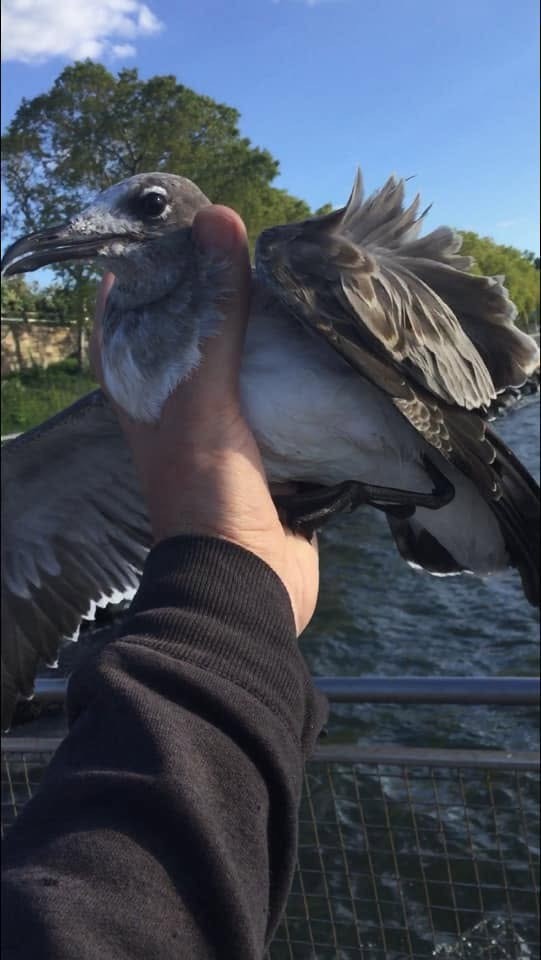 Laughing Gull - KZ F